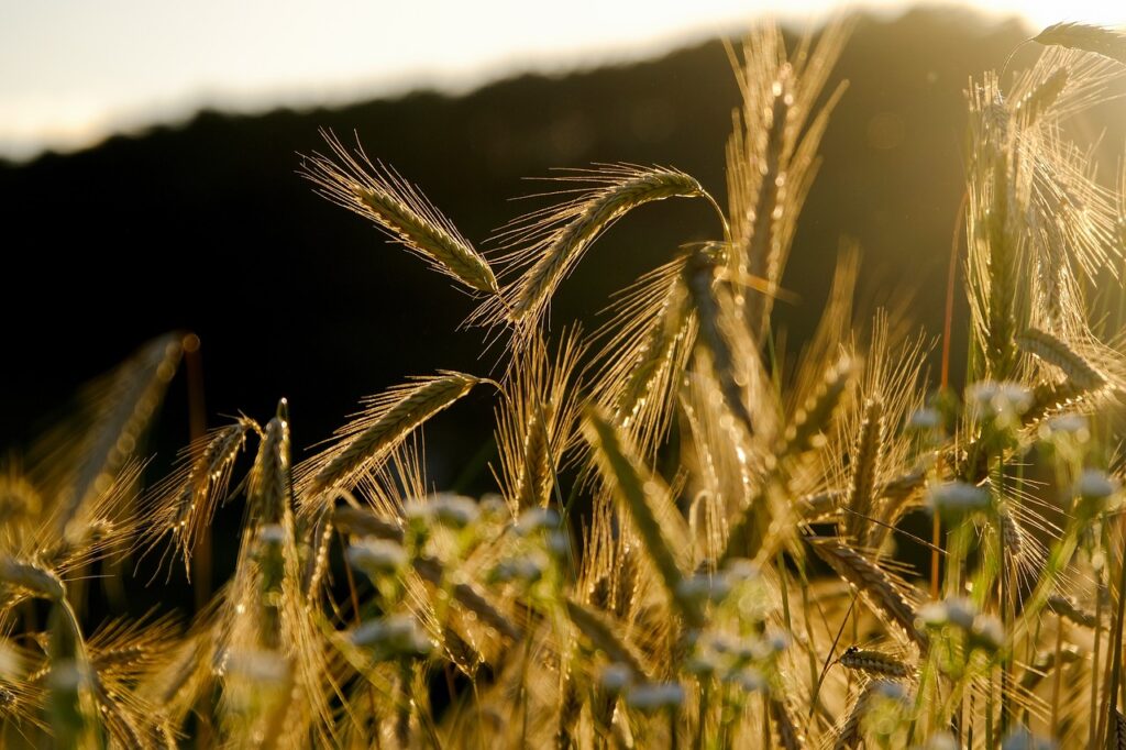 10 Ways Drones Are Revolutionizing Agriculture